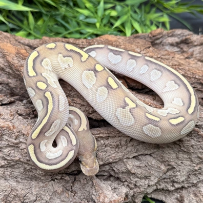 Lesser BH Red Gene Hypo 66% Het Clown