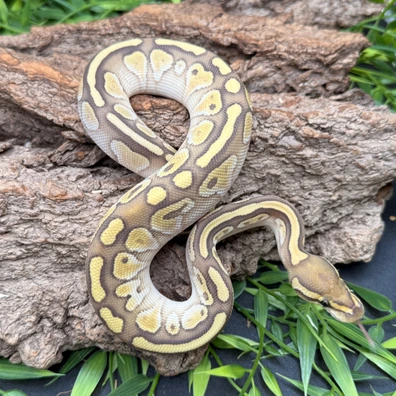 Lesser Red Gene Hypo 66% Het Clown