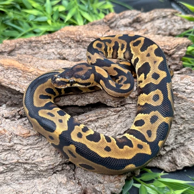 Leopard Gravel Or YB Het Clown