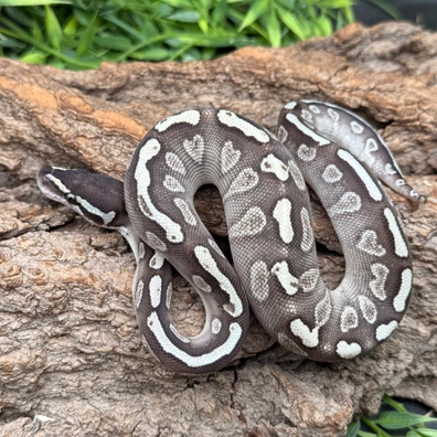 GHI Lesser Gravel DH Hypo Clown