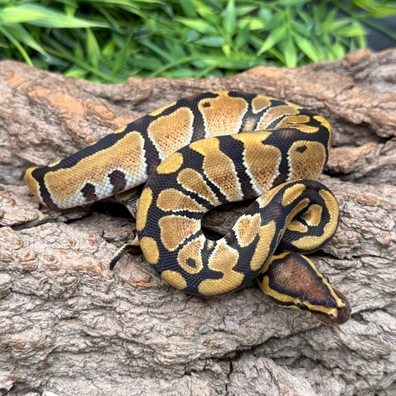 Enchi TH Hypo Ultramel Clown