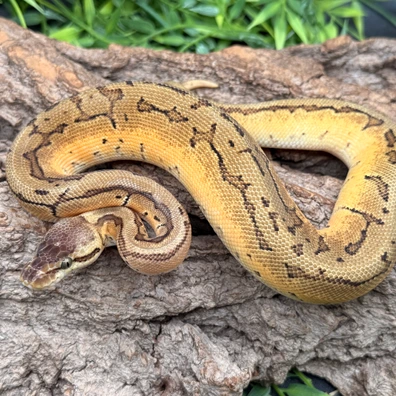 OD Lemon Blast Het Piebald
