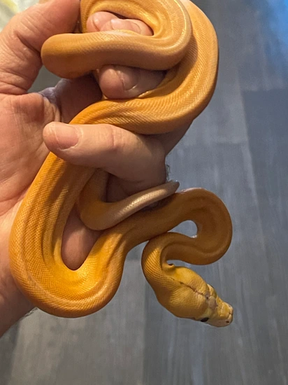 Purple Gc Tiger Sunfire Poss Hogs Reticulated Python by Big Dick’s Balls