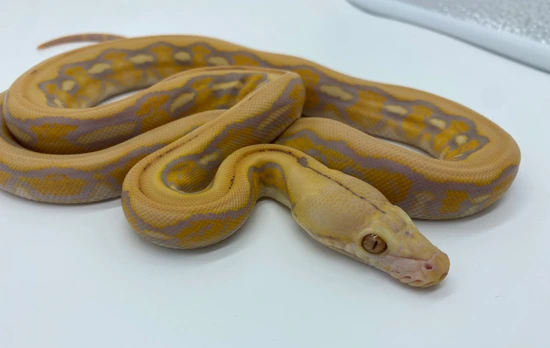 Purple Albino Tiger Reticulated Python by Rubicon Reptiles