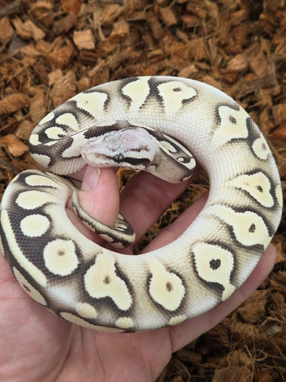 Blackhead Ivory Ball Python Super Pastel Mojave Blackhead DG Ball Python by ASI Reptiles