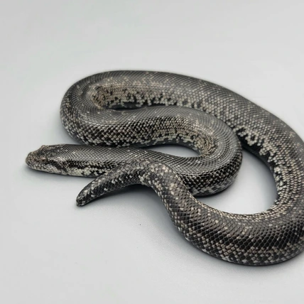 邦楽 Mardelas/Snake to Revive + morphose Snake to Revive | Mardelas Official Website | マーデラス公式HP