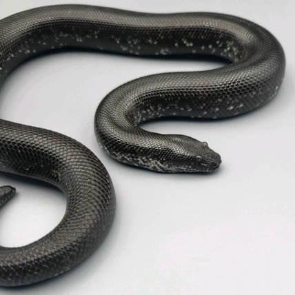 Rufus Darden Reptiles - MorphMarket