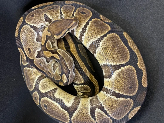Special Het Puzzle Ball Python by DBG Reptiles