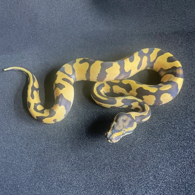 Confusion Enchi Desert Ghost