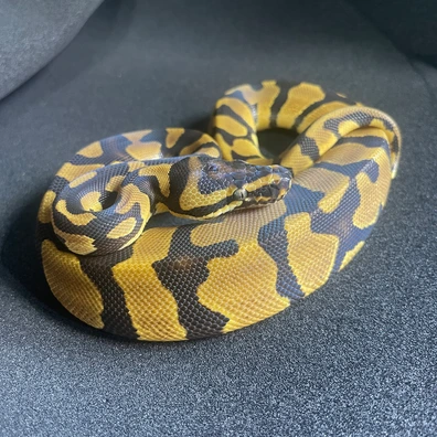 Enchi Confusion Het Desert Ghost