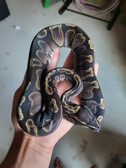 GHI Het Vpi Axanthic Ball Python by Tuff Art Pythons