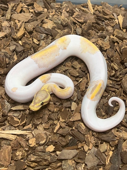 Banana Pastel Pied Ball Python by Rustys-balls