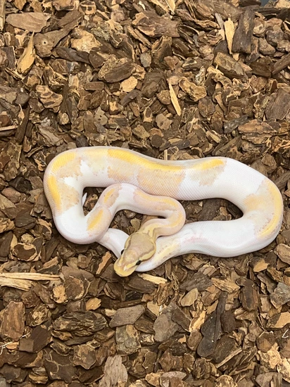 Banana Pastel Pied Ball Python by Rustys-balls