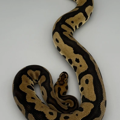 Leopard Clown 100% Het Monarch Ball Python - male for sale from RTPythons