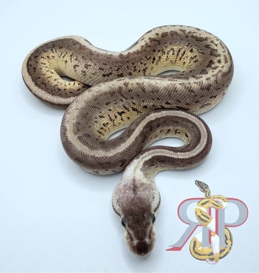 Leo Lesser Ball Python Lesser Leo Pewter Pin Ball Python by RS Pythons
