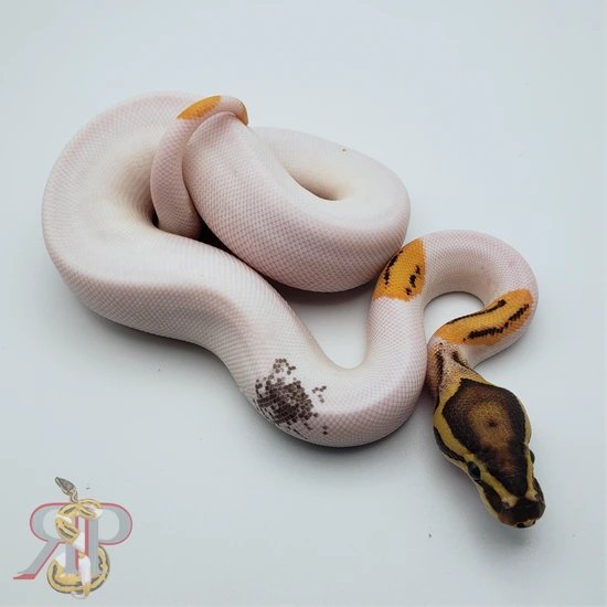 Super OD Yellowbelly Paradox Pied Het Clown Ball Python by RS Pythons