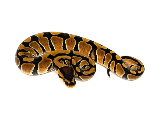 NR Mandarin Het Hypo 50% Het Cryptic Ball Python by Newton's Reptiles