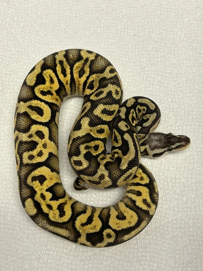 Super Pastel Yellow Belly Ball Python by MG Morphs & Aquatics