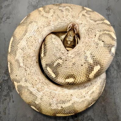 Ball Python Freeway Ball Python - male for sale from Idra Reptiles