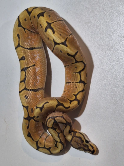 Lotus Python Spider Mandarin Hypo Ball Python by Lotus Morphs