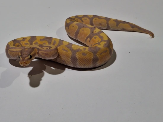 Lotus Python Banana Het Piebald Ball Python by Lotus Morphs