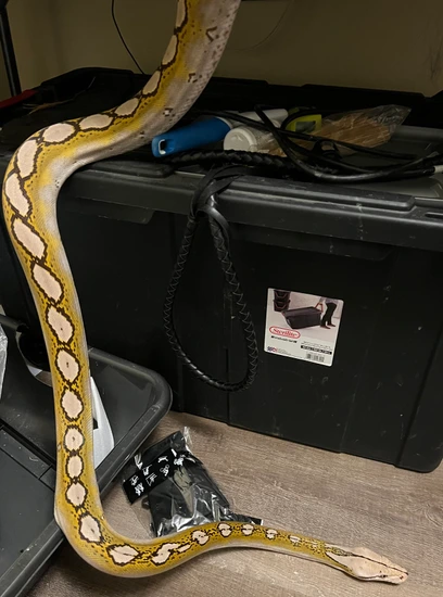 Indo Caramel Mocha Motley Reticulated Python by Whips, Chains & Scales