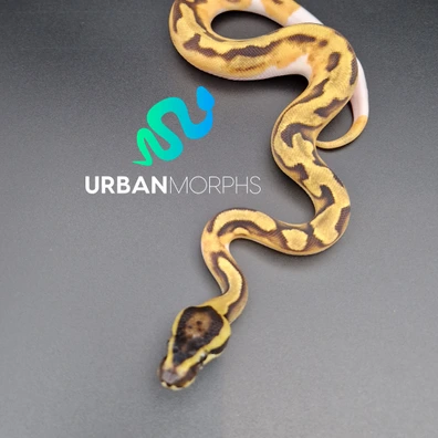 Enchi Orange Dream Pied Ball Python - male for sale from Urban Morphs