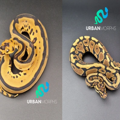 **PAIR** Leopard Clown 50% HP (M) & Spotnose Yellow Belly Het Clown (F) Ball Python - female for sale from Urban Morphs