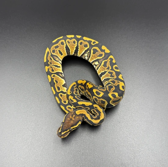 Trick Het Hypo 66% Het Clown Ball Python by Pristine Morphs