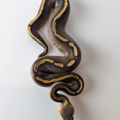 GHI Stranger Het Clown Het Hypo