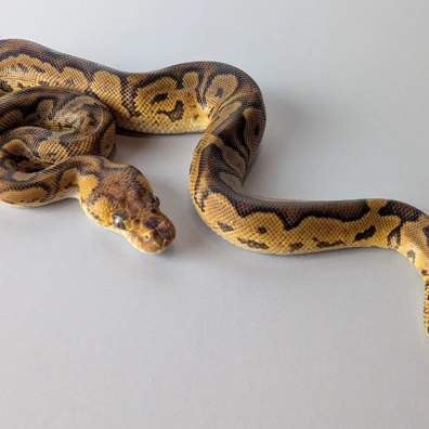 GHI Enchi Red Stripe Clown