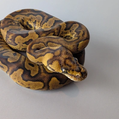 GHI Enchi Red Stripe Clown