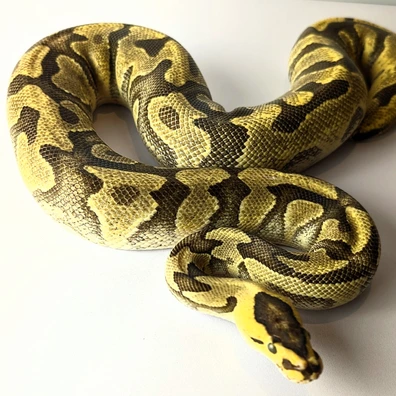 Enchi Fire YB Crypton Het DG