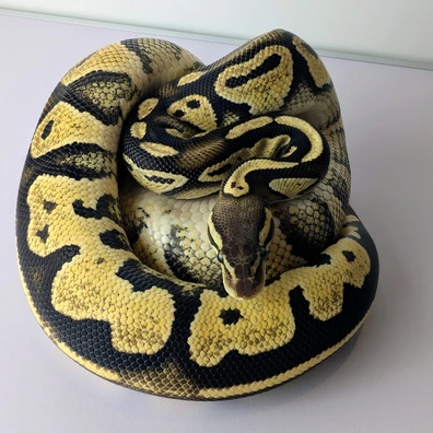 Blackhead Pastel Het Puzzle