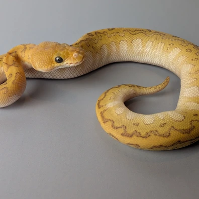 Butter Pinstripe Clown 66% Het Hypo