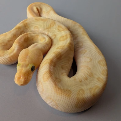 Butter Enchi Pinstripe Hypo Clown