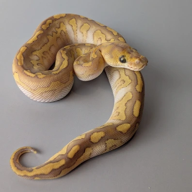 Butter Clown 66% Het Hypo