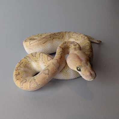 GHI Butter Pinstripe Clown