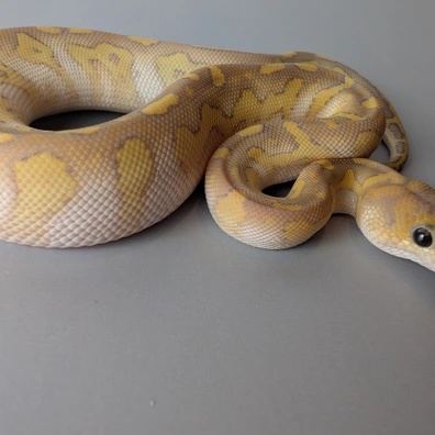 Butter Hypo Clown