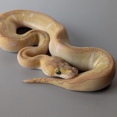 Butter Enchi Hypo Clown