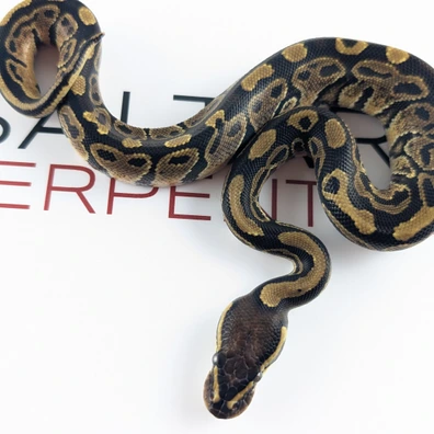 Hurricane Het Puzzle 50% Het Clown