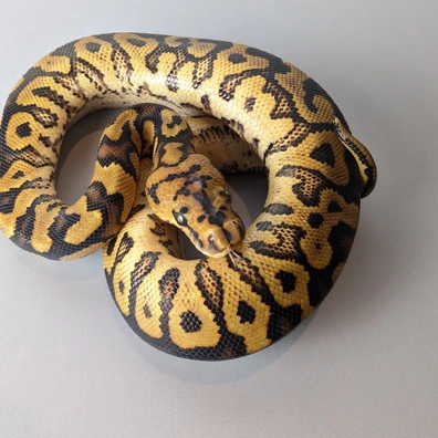 GHI Spotnose Clown Het Hypo