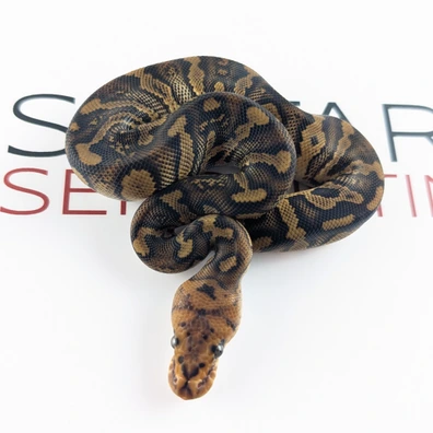 Stranger Clown Het Hypo