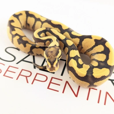 Fire Yellow Belly Desert Ghost 50% Het Cryptic