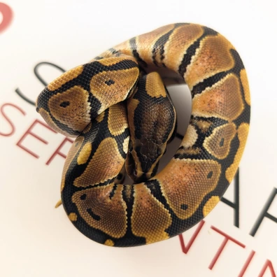 Normal (Wild Type) Het Hypo 50% Het Clown 4 Ball Python - female for sale from Saltarin Serpentines