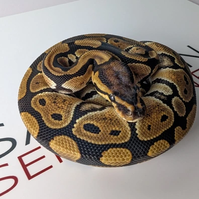 Classic Het Hypo 50% Het Clown 1 Ball Python - female for sale from Saltarin Serpentines