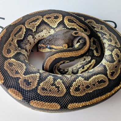 Bongo Het Puzzle 50% Het Hypo