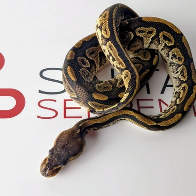 Bongo Het Hypo Het Puzzle