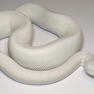 Blue Eyed Lucy (Mojave Russo) Pos Het Hypo