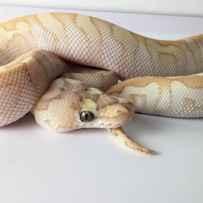 14 Ball Python Wholesale